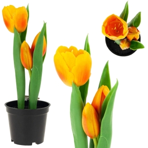 CV10553-4 TULIPAN GUMOWANY W DONICZCE POMARAŃCZOWY