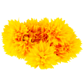cv23704-3_4.png
